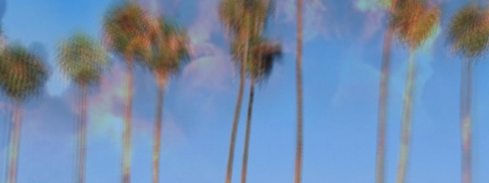 NAPALM TREES, ERGONOMICS + SARA GORAK, SIMONE BRINE