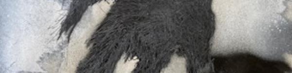 wolf eyes motr 10/11